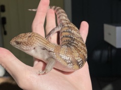 Blue tongue skink 