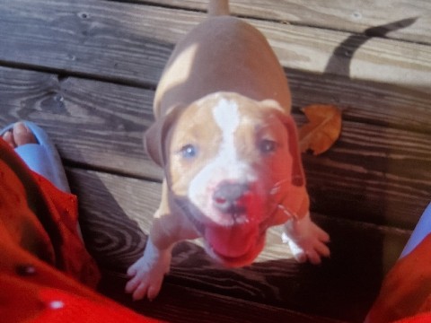 XL American Bully – Green Bay