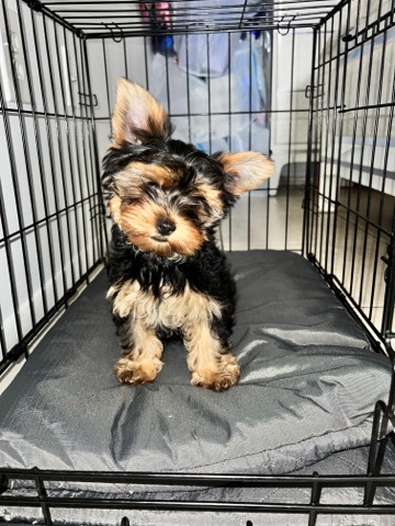 Yorkshire Terrier – tea cup yorkie
