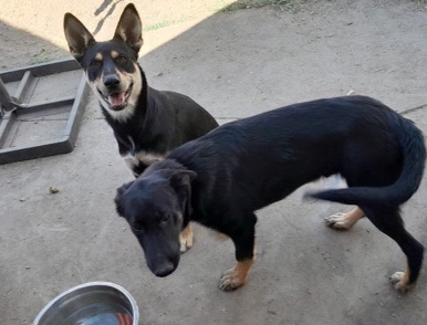 German Shepherd – free teens