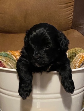 Molly for sale