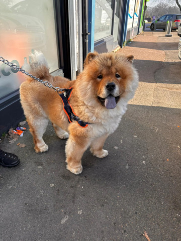 Chow Chow – Gucci
