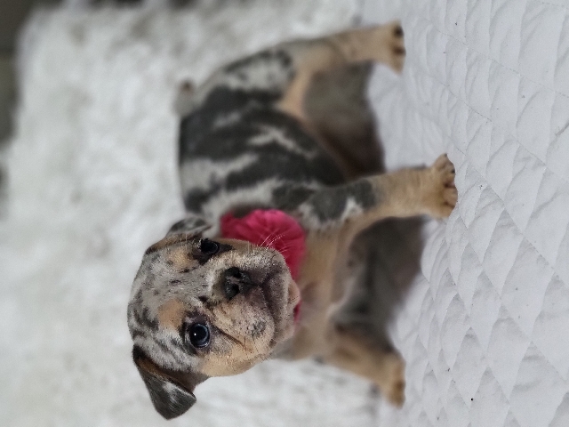 French Bulldog – French bulldog