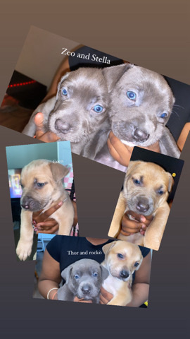 American Pit Bull Terrier – Puppies for sale🐾🐶