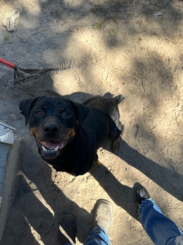 Rottweiler – Rottweiler rehome