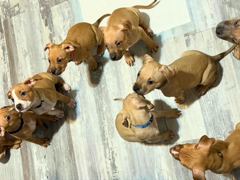 7 three month cane corso x terrier mix 