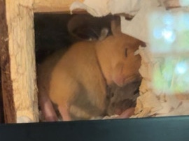 Mouse – hand raised fancy mice babies – Marietta