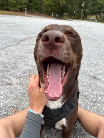 Labrador Husky – Rehoming Milo