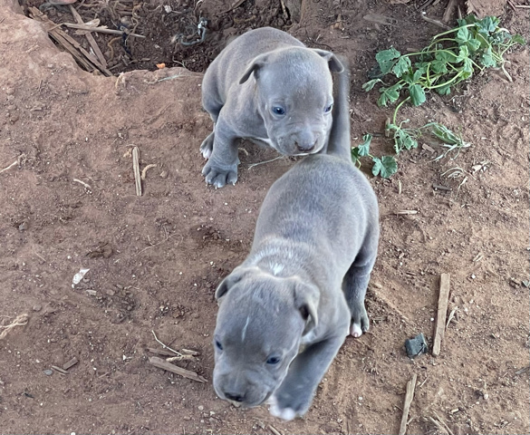 Blue pitbull puppies