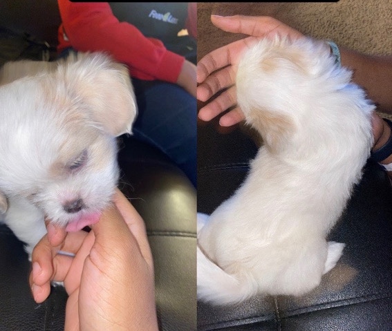 Shih Tzu – puppies for sale