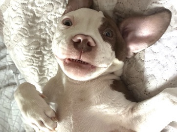 American Pit Bull Terrier – Lana Needs A Home – New York