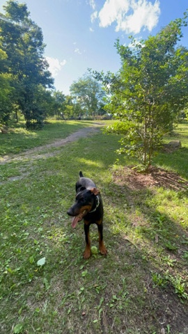 Doberman Pinscher – Doberman pincher New York – New York