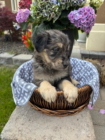 Micro Mini Bernese Mtn Doodles 