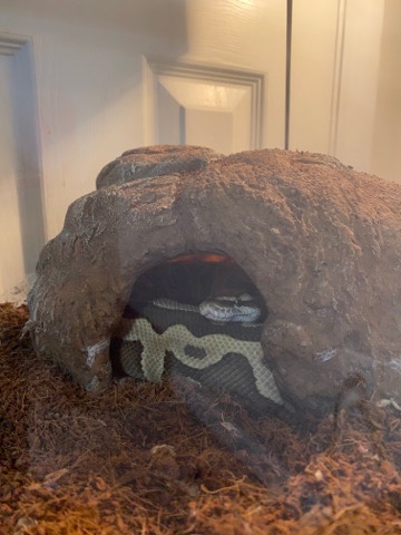 Any – Snake: 3ft Ball Python