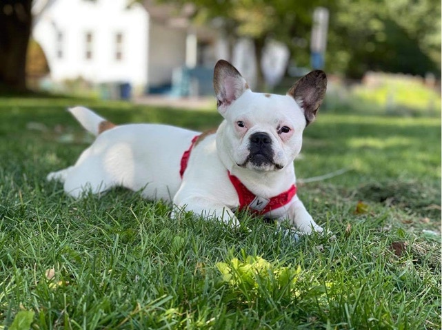 French Bulldog – Designer Frenchie