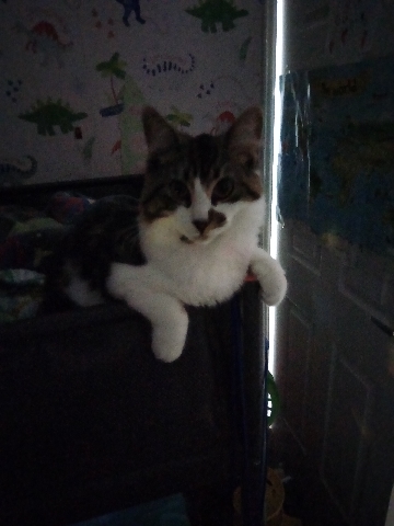 cat for free