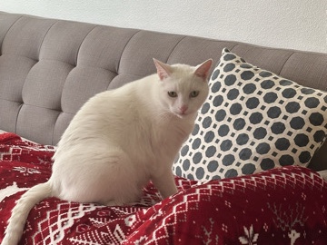 Siamese – Beautiful 6-Year-Old Siamese Cat for Rehoming in Los Angeles – Los Angeles