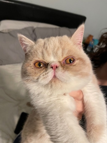 Munchkin – Munchkin Kitten