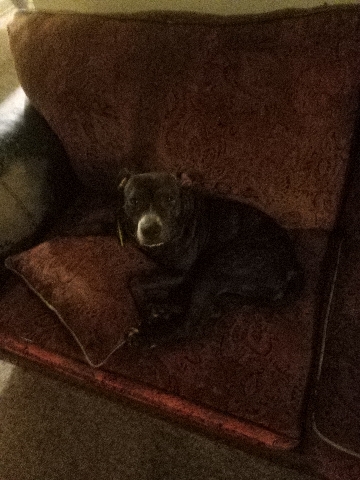 American Staffordshire Terrier – rehoming