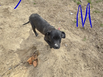 American Pit Bull Terrier – pit bull – Lexington