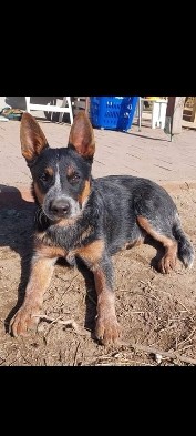 Australian Cattle Dog – blue heeler