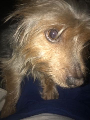 Yorkshire Terrier – tobby