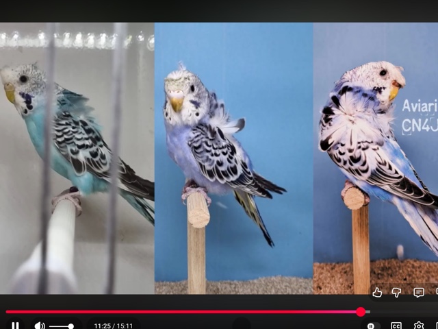 Parakeet – periquitos japoneses – El Monte