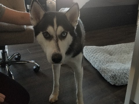 Siberian Husky – Husky rehoming