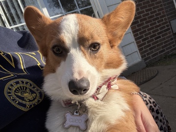 Pembroke Welsh Corgi – Friendly Pembroke Welsh Corgi for Sale – 1 Year Old – Norfolk