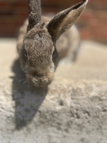 Lionhead – Three medium bunnies