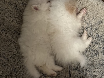 Pomeranian – Pomeranians