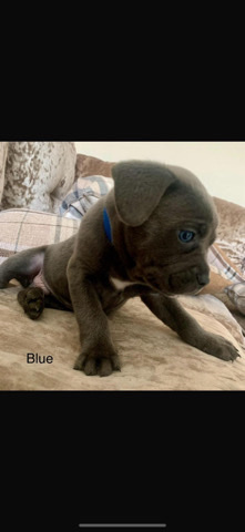 Cane Corso – cane corso