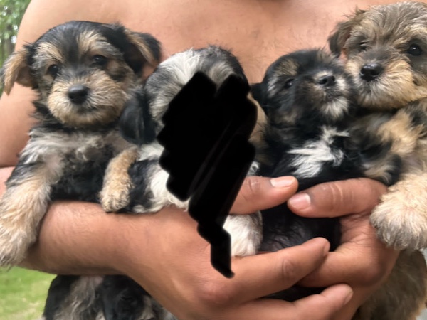 Yorkie Poo – baby snorkies looking for a forever home 🏡🤍 – Lawrenceville