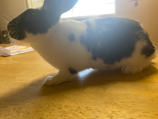 Havana – Baby rabbits