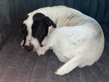 American Pit Bull Terrier – Friendly American Pit Bull Terrier – 2 Years Old – Gainesville – Gainesville