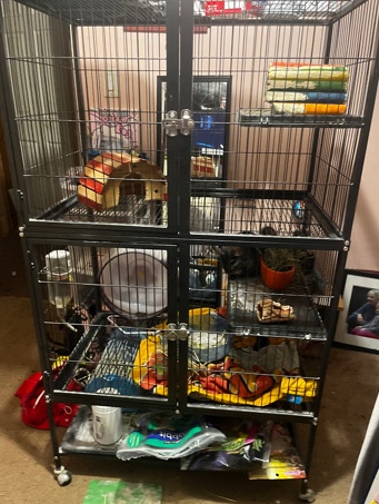 female chinchilla and it’s critter nation cage