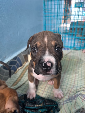 American Pit Bull Terrier – American Bully
