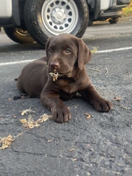 Labrador Retriever – Chocolate Lab