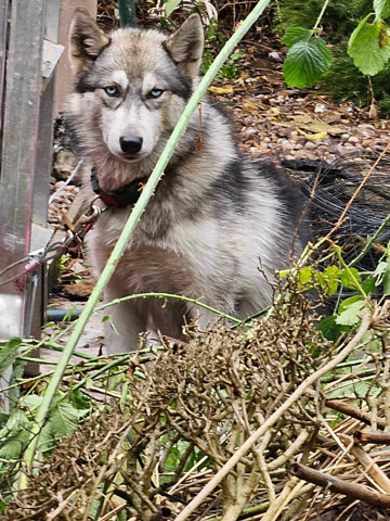 Siberian Husky – Siberian husky