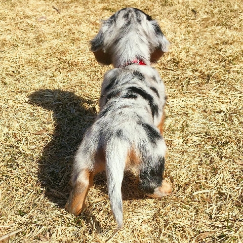 dachshund available for rehoming