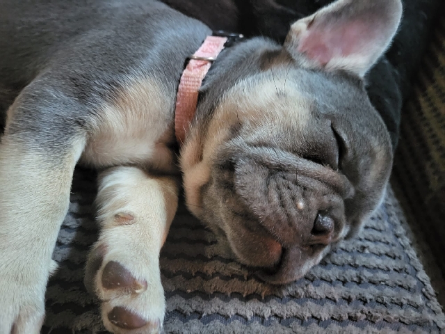 French Bulldog – Blue and Tan French Bulldog Puppies 2 Boys 2 Girls