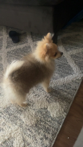 Pomeranian – Pomeranian