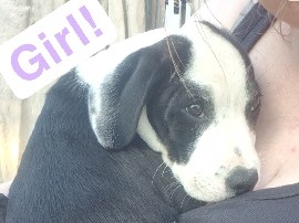 Texas heeler cross – Kinston