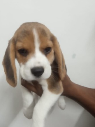 Beagle – selling beagle