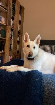 German Shepherd – White German Shepherd