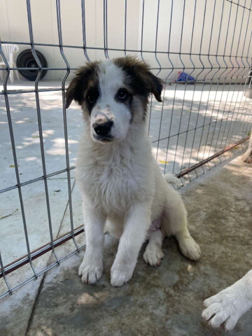 Carpathian Shepherd Dog – Carpathian Shepherd Beauty