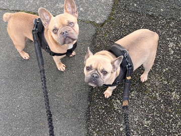 French Bulldog – Julian – Worcester Park