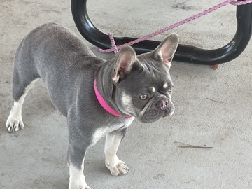French Bulldog – French bulldog – Sugar Hill