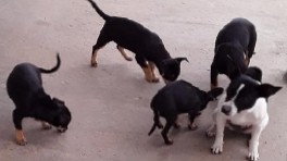 Rat Terrier – rat terrier pups