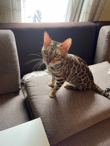 Bengal – bengal cats and kittens